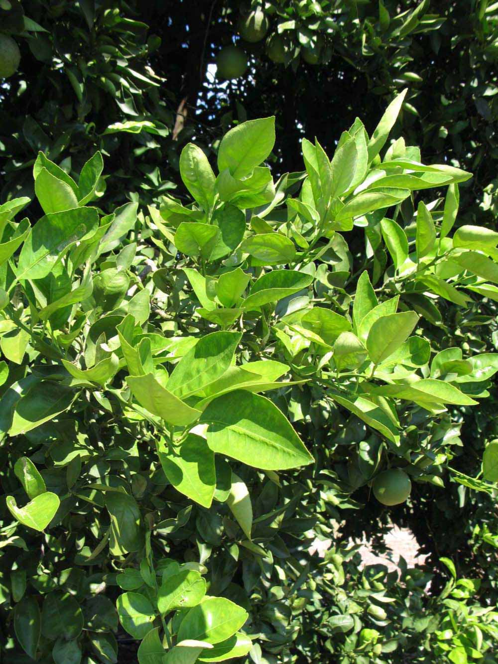              Sun leaves (Winter Haven, FL)       